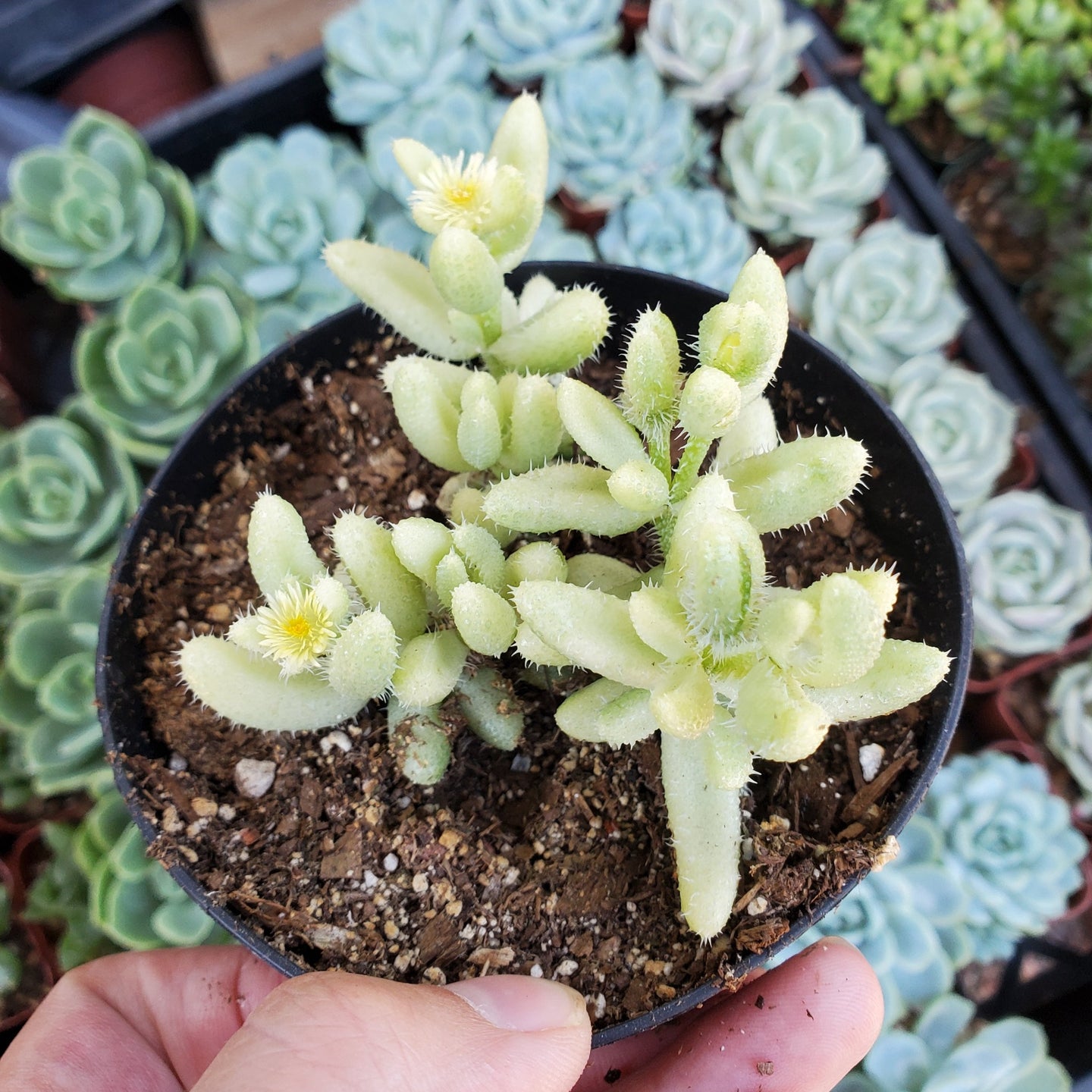 Delosperma Echinatum Variegatum 'Variegated Pickle Plant'